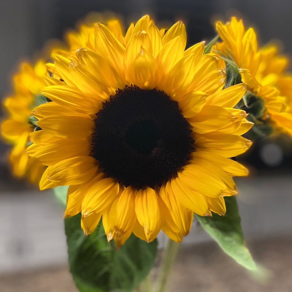 Meet your Posher, Marla